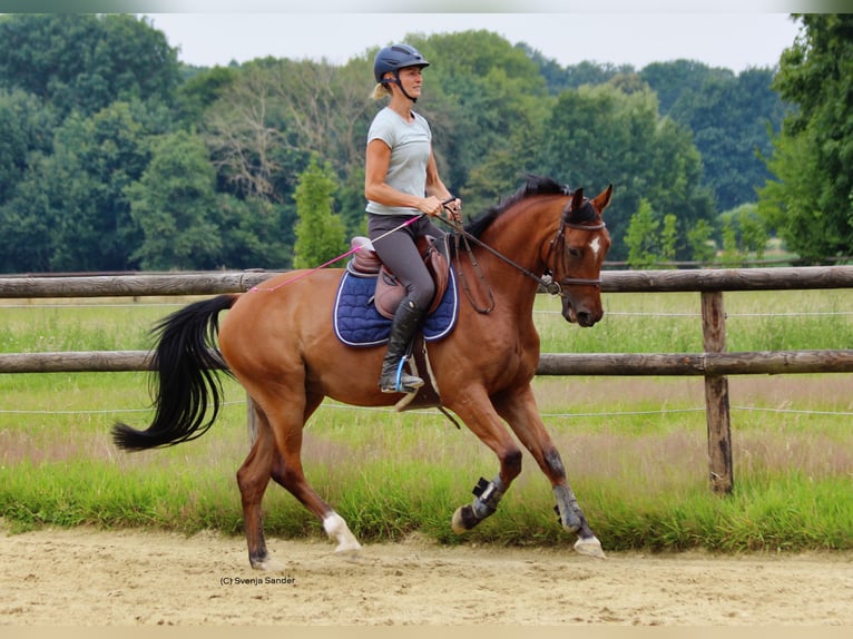 Deutsches Reitpferd Wallach 4 Jahre 166 cm Brauner in Datteln