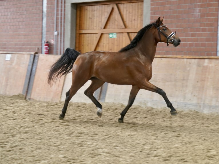 Deutsches Reitpferd Wallach 4 Jahre 167 cm Brauner in Paderborn