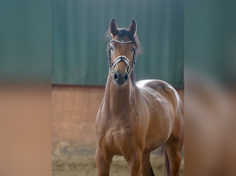Deutsches Reitpferd Wallach 4 Jahre 167 cm Brauner in Paderborn