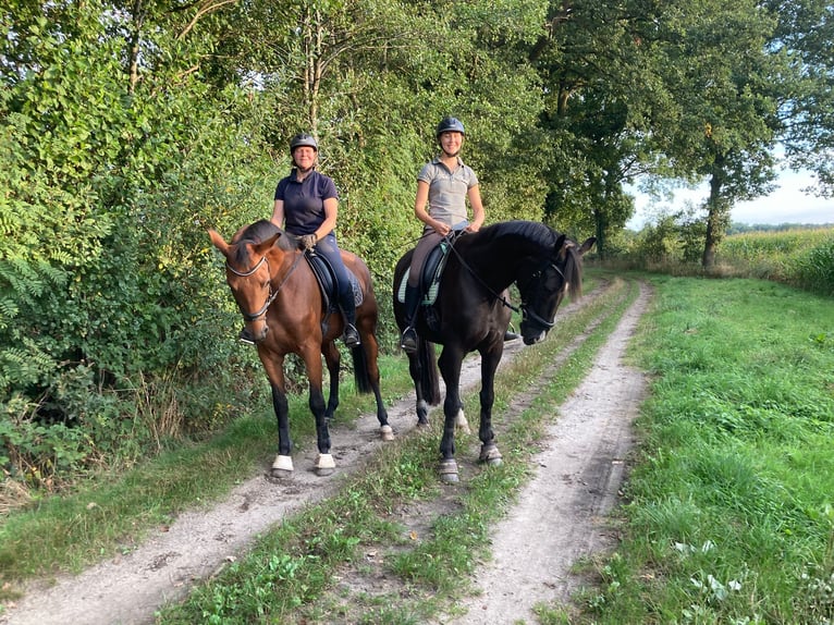 Deutsches Reitpferd Wallach 4 Jahre 167 cm Brauner in Emsdetten Deutsches Reitpferd Wallach 4 Jahre 167 cm Brauner in Emsdetten