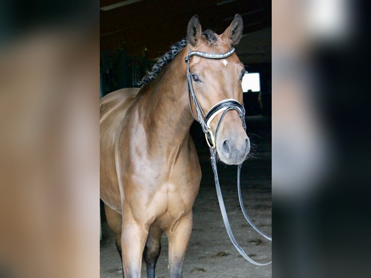Deutsches Reitpferd Wallach 4 Jahre 167 cm Brauner in Ebenweiler