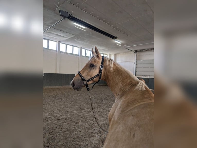 Deutsches Reitpferd Wallach 4 Jahre 167 cm Palomino in Buchhain