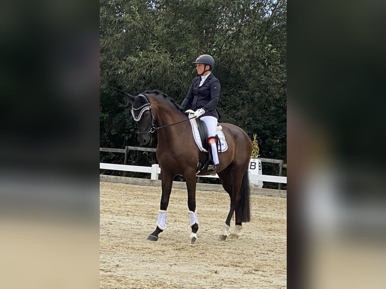 Deutsches Reitpferd Wallach 4 Jahre 167 cm Rappe in Besigheim