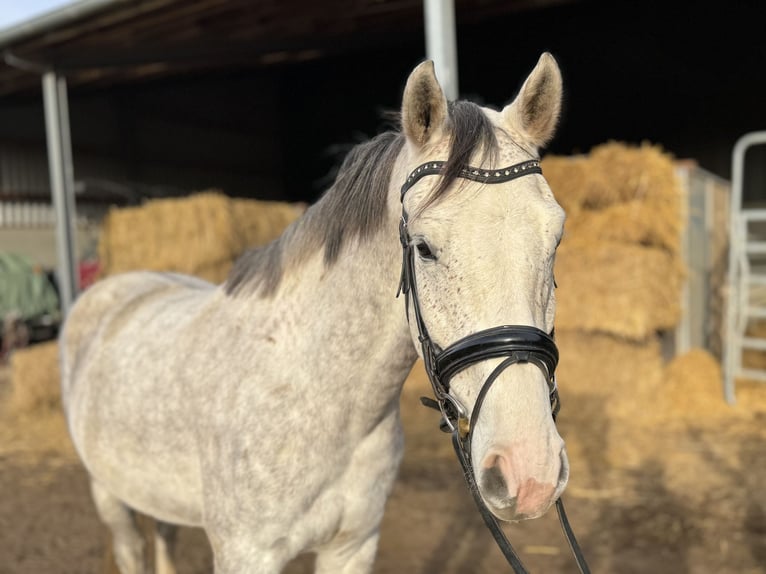 Deutsches Reitpferd Wallach 4 Jahre 167 cm Schimmel in Grevenbroich
