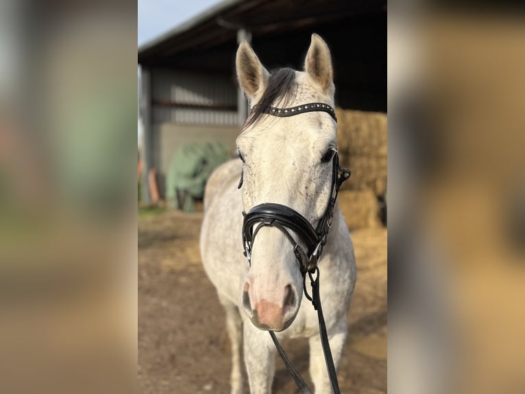 Deutsches Reitpferd Wallach 4 Jahre 167 cm Schimmel in Grevenbroich