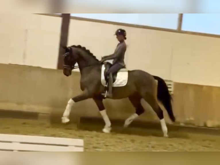 Deutsches Reitpferd Wallach 4 Jahre 168 cm Brauner in Bielefeld