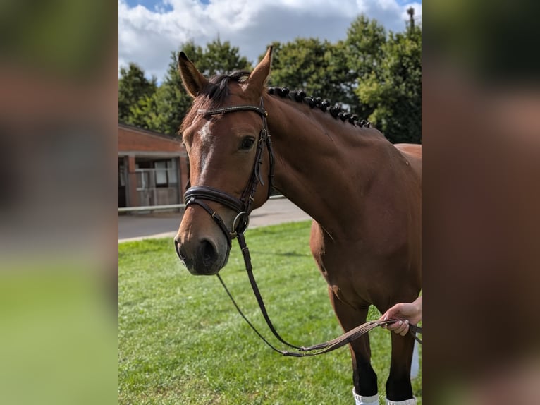 Deutsches Reitpferd Wallach 4 Jahre 168 cm Brauner in Steinheim