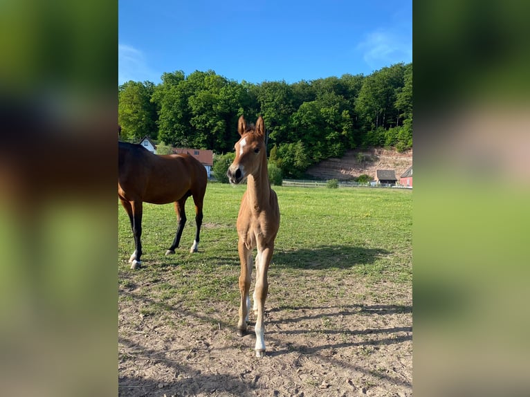 Deutsches Reitpferd Wallach 4 Jahre 168 cm Brauner in Steinheim