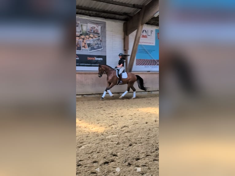 Deutsches Reitpferd Wallach 4 Jahre 168 cm Brauner in Steinheim
