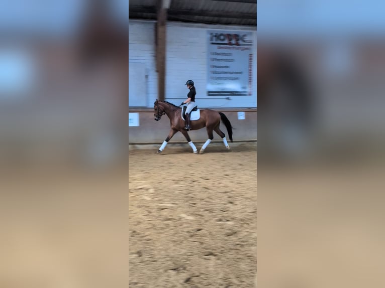 Deutsches Reitpferd Wallach 4 Jahre 168 cm Brauner in Steinheim