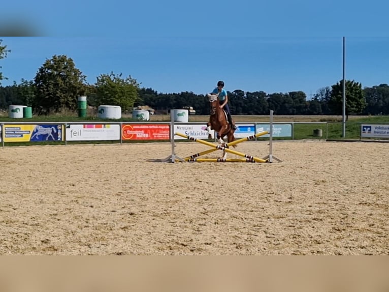 Deutsches Reitpferd Wallach 4 Jahre 168 cm Fuchs in Niederstotzingen