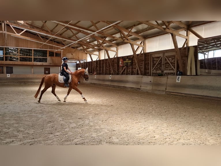 Deutsches Reitpferd Wallach 4 Jahre 168 cm Fuchs in Niederstotzingen