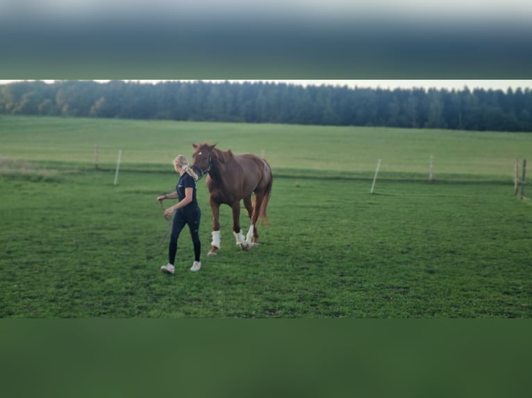 Deutsches Reitpferd Wallach 4 Jahre 168 cm Fuchs in Niederstotzingen
