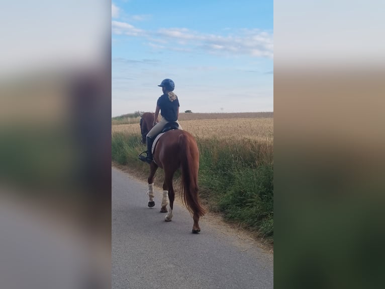 Deutsches Reitpferd Wallach 4 Jahre 168 cm Fuchs in Niederstotzingen