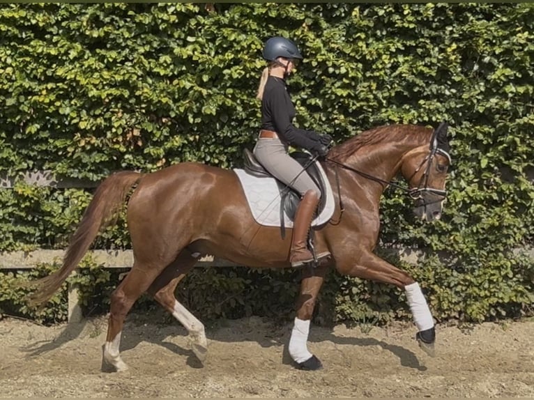 Deutsches Reitpferd Wallach 4 Jahre 168 cm Fuchs in Warendorf