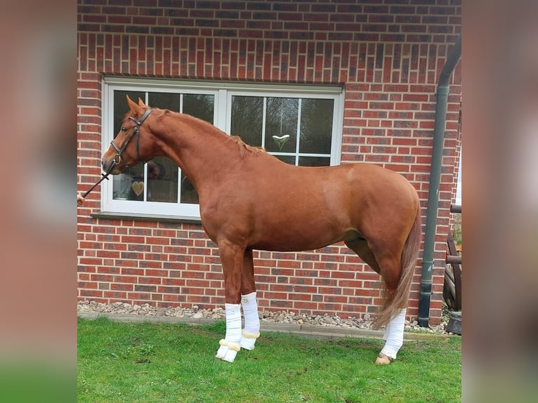 Deutsches Reitpferd Wallach 4 Jahre 168 cm Fuchs in Warendorf