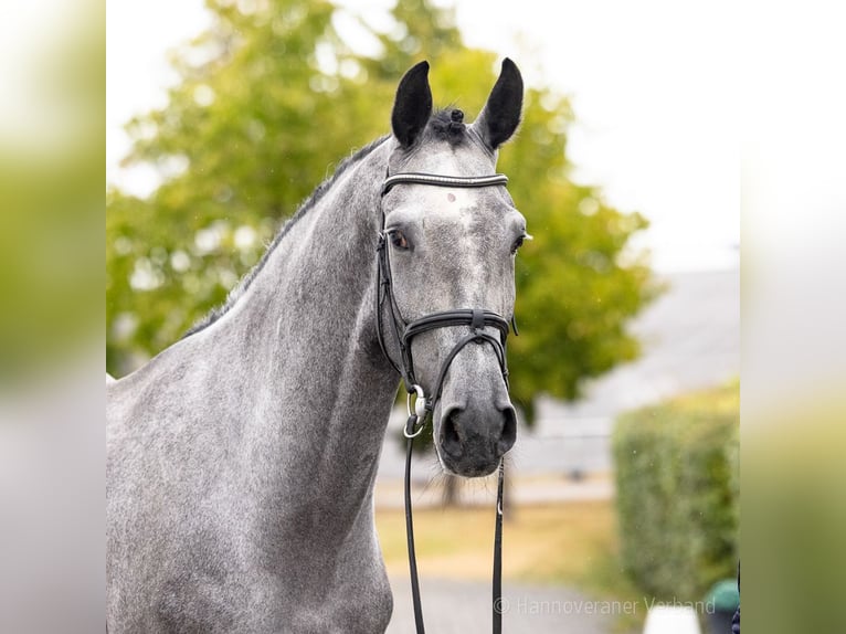 Deutsches Reitpferd Wallach 4 Jahre 169 cm Schimmel in Verden