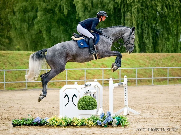 Deutsches Reitpferd Wallach 4 Jahre 169 cm Schimmel in Verden