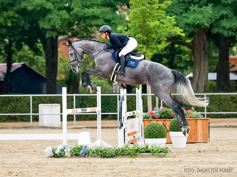 Deutsches Reitpferd Wallach 4 Jahre 169 cm Schimmel in Verden
