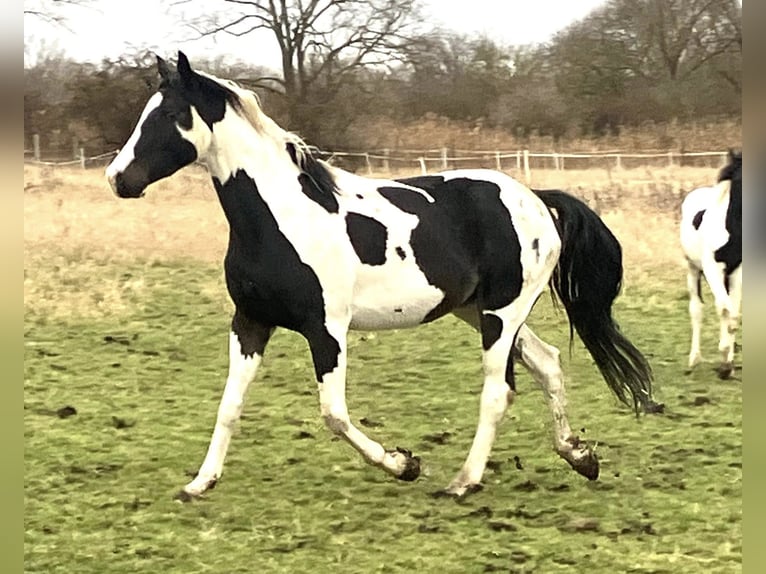 Deutsches Reitpferd Wallach 4 Jahre 169 cm Tobiano-alle-Farben in Etgersleben