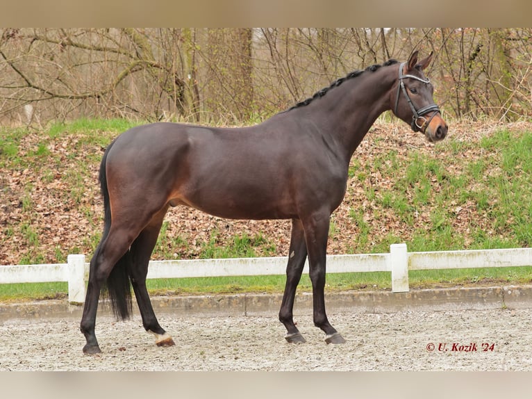 Deutsches Reitpferd Wallach 4 Jahre 170 cm Dunkelbrauner in Werne