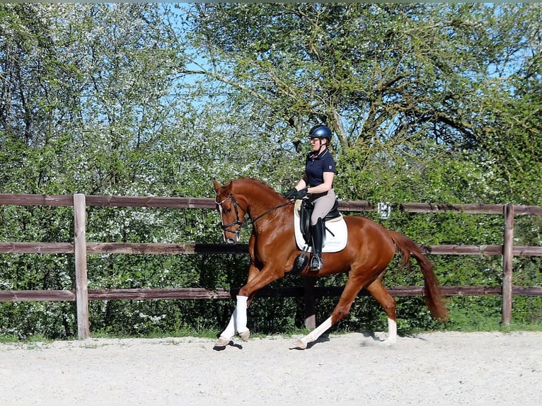 Deutsches Reitpferd Wallach 4 Jahre 170 cm Fuchs in Königheim