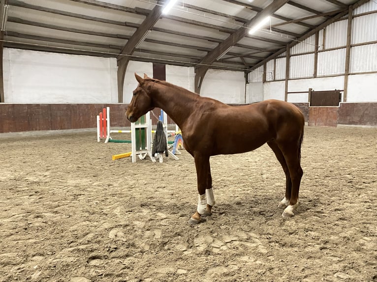 Deutsches Reitpferd Wallach 4 Jahre 170 cm Fuchs in Roßdorf