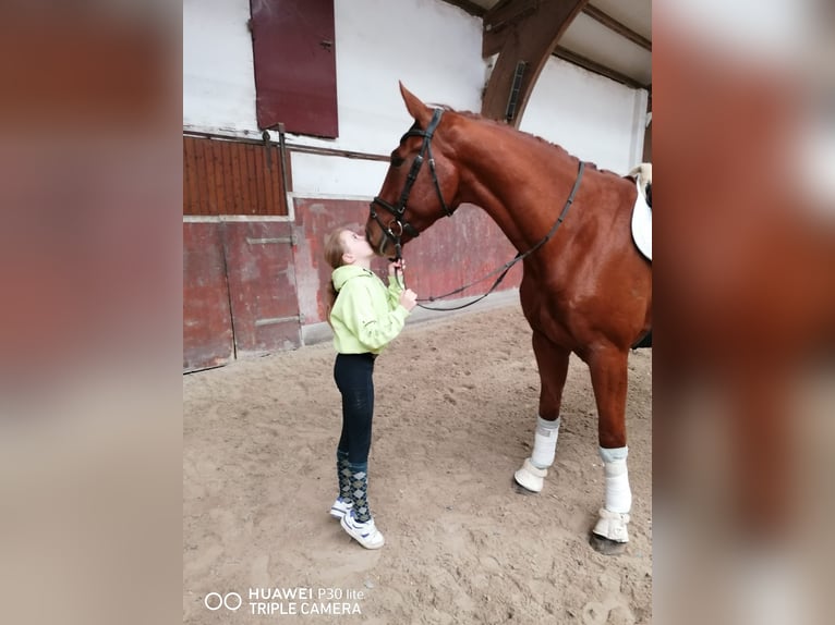 Deutsches Reitpferd Wallach 4 Jahre 170 cm Fuchs in Roßdorf