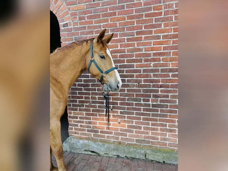 Deutsches Reitpferd Wallach 4 Jahre 170 cm Fuchs in G&#xFC;tersloh