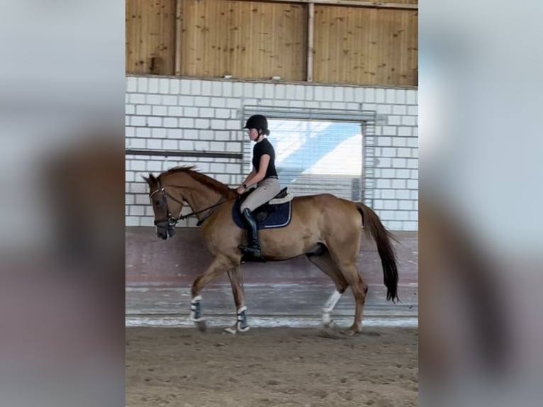 Deutsches Reitpferd Wallach 4 Jahre 170 cm Fuchs in G&#xFC;tersloh