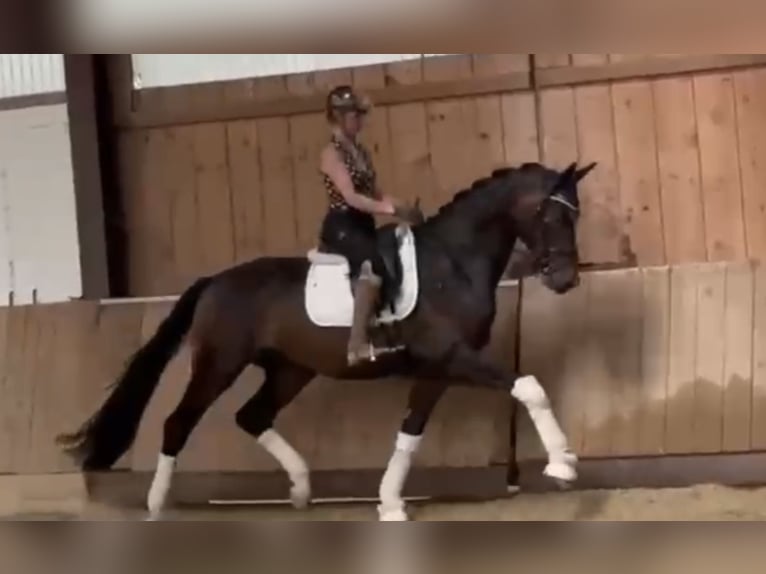 Deutsches Reitpferd Wallach 4 Jahre 171 cm Dunkelbrauner in Bielefeld