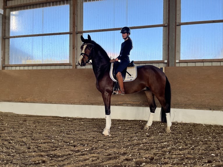 Deutsches Reitpferd Wallach 4 Jahre 172 cm Brauner in Besigheim