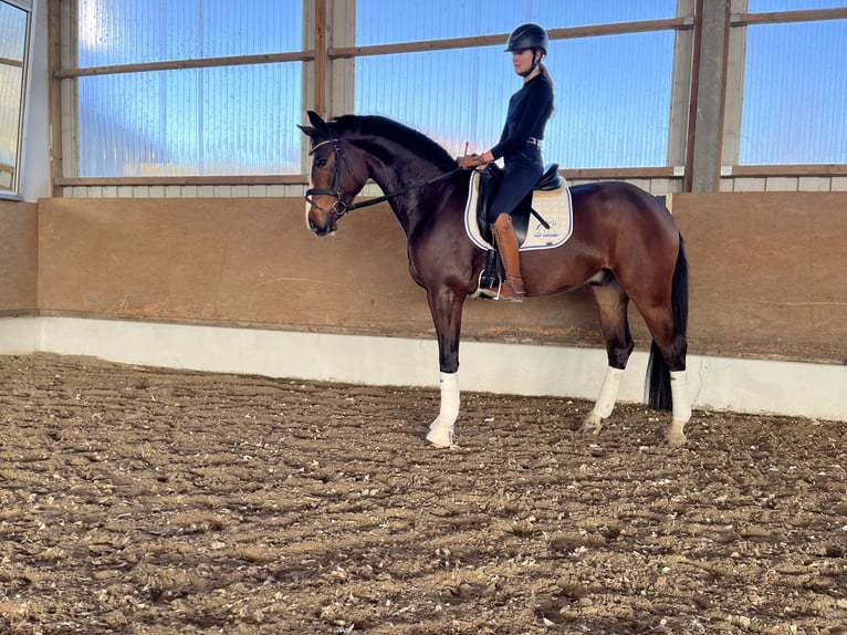 Deutsches Reitpferd Wallach 4 Jahre 172 cm Brauner in Besigheim