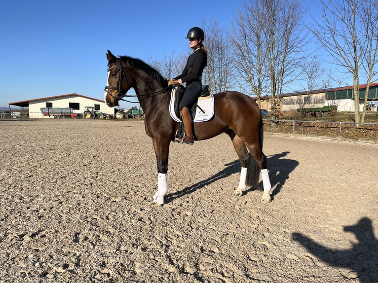 Deutsches Reitpferd Wallach 4 Jahre 172 cm Brauner in Besigheim