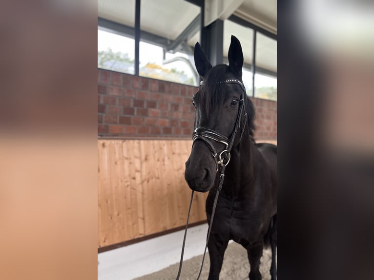 Deutsches Reitpferd Wallach 4 Jahre 172 cm Rappe in Niederkrüchten Deutsches Reitpferd Wallach 4 Jahre 172 cm Rappe in Niederkrüchten