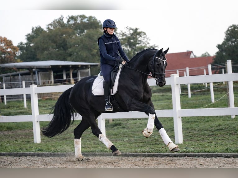 Deutsches Reitpferd Wallach 4 Jahre 172 cm Rappe in Recke, bei Osnabrück