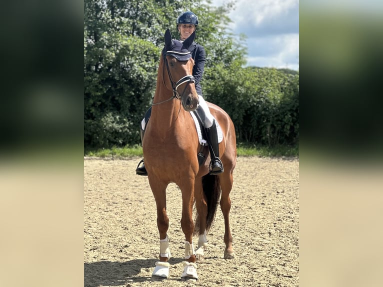 Deutsches Reitpferd Wallach 4 Jahre 174 cm Fuchs in Greven