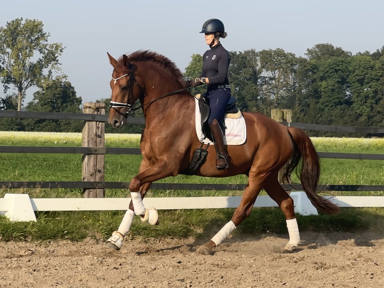 Deutsches Reitpferd Wallach 4 Jahre 174 cm Fuchs in Greven