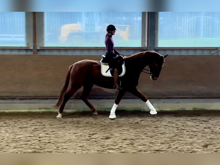 Deutsches Reitpferd Wallach 4 Jahre 174 cm Fuchs in Besigheim