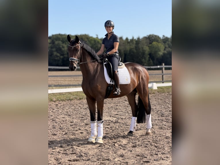 Deutsches Reitpferd Wallach 4 Jahre 175 cm Dunkelbrauner in Greven
