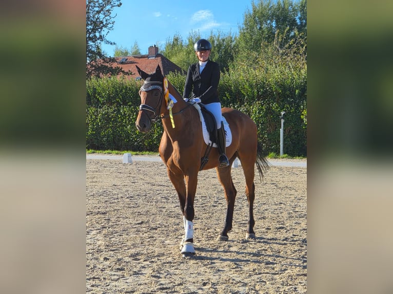 Deutsches Reitpferd Wallach 4 Jahre 176 cm Brauner in Reinsdorf