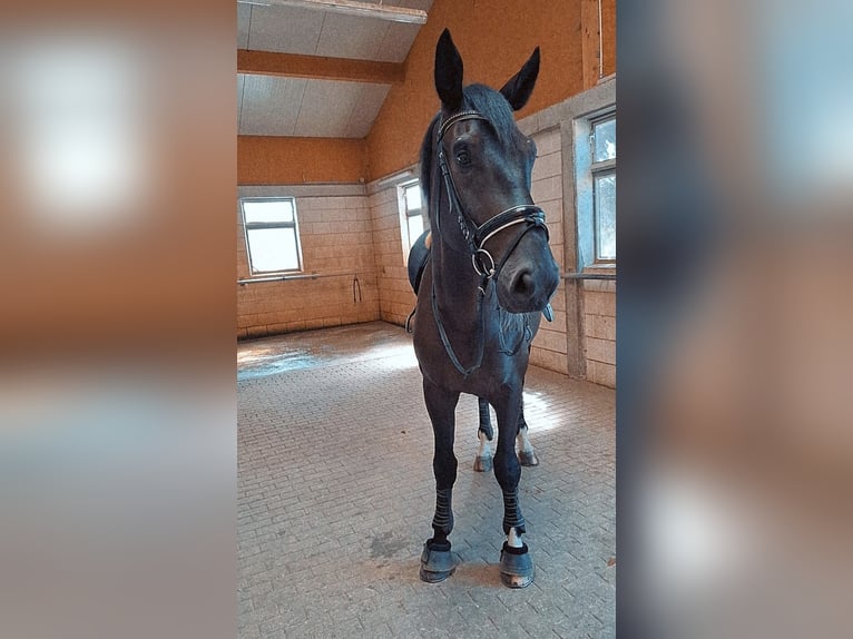 Deutsches Reitpferd Wallach 4 Jahre 177 cm Rappe in Neuler