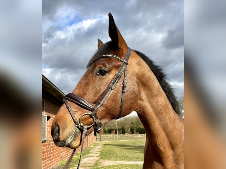 Deutsches Reitpferd Wallach 4 Jahre 178 cm Brauner in Telgte