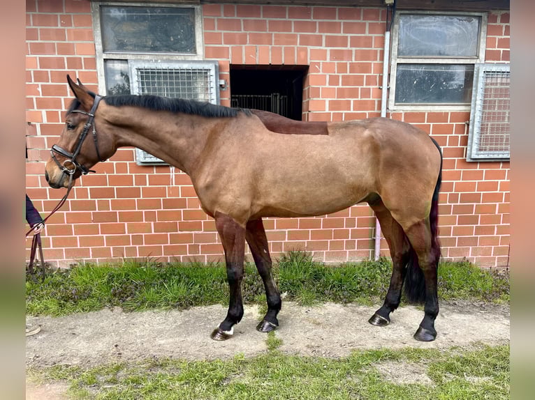 Deutsches Reitpferd Wallach 4 Jahre 178 cm Brauner in Telgte