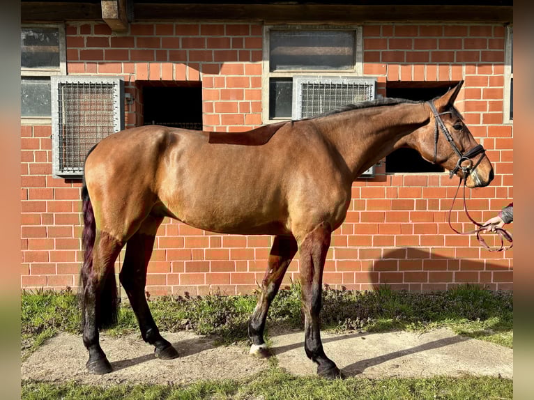 Deutsches Reitpferd Wallach 4 Jahre 178 cm Brauner in Telgte