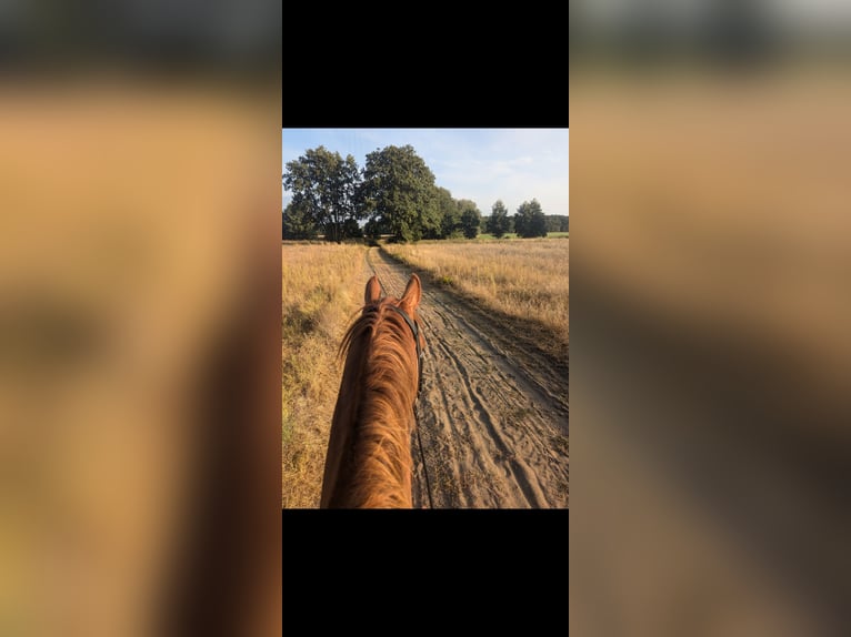 Deutsches Reitpferd Mix Wallach 5 Jahre 153 cm Fuchs in Am Mellensee