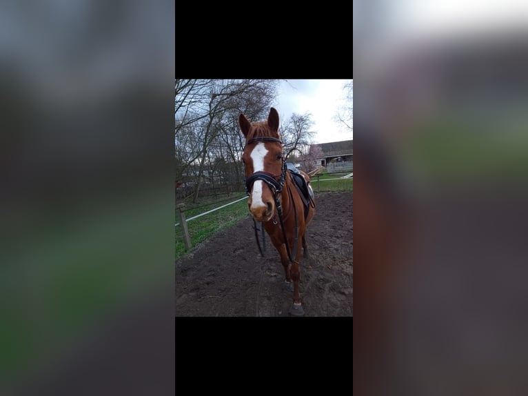 Deutsches Reitpferd Mix Wallach 5 Jahre 153 cm Fuchs in Am Mellensee