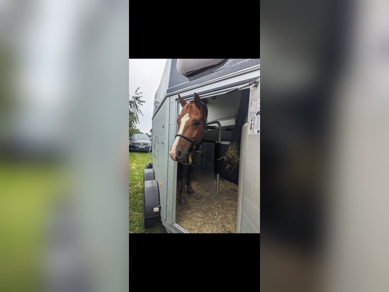 Deutsches Reitpferd Mix Wallach 5 Jahre 153 cm Fuchs in Am Mellensee