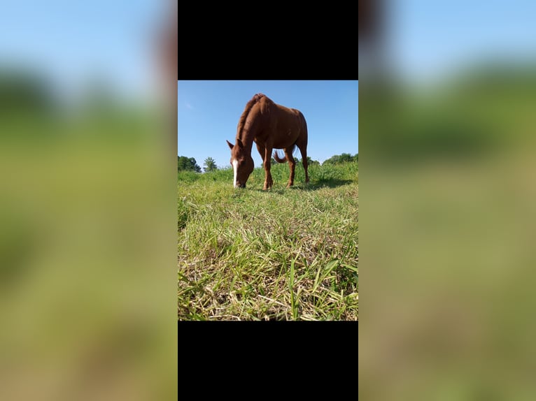 Deutsches Reitpferd Mix Wallach 5 Jahre 153 cm Fuchs in Am Mellensee