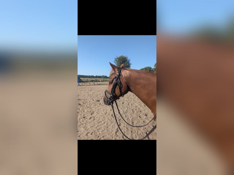 Deutsches Reitpferd Mix Wallach 5 Jahre 153 cm Fuchs in Am Mellensee